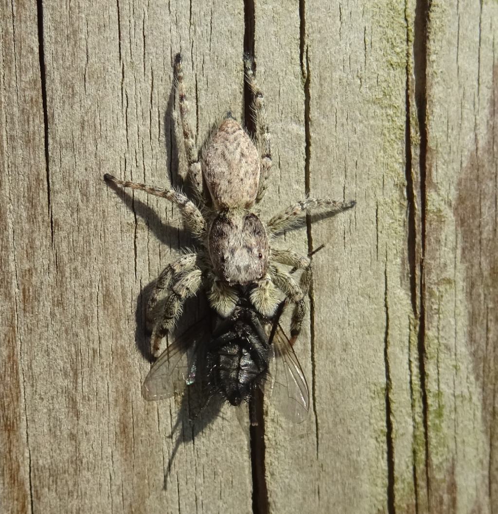 catture: Menemerus taeniatus e Sarcophagidae